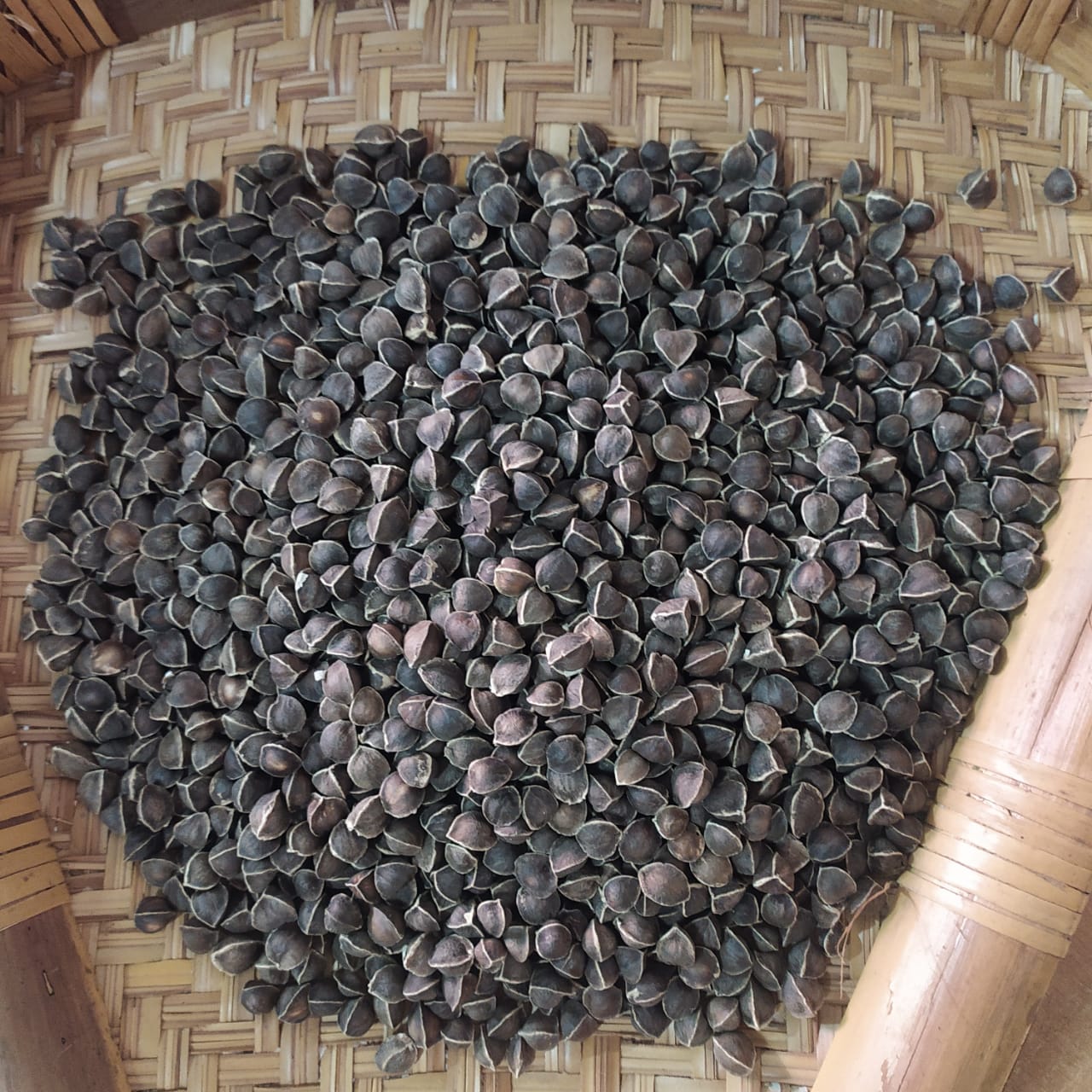 SVM Exports MORINGA SEEDS WINGLESS